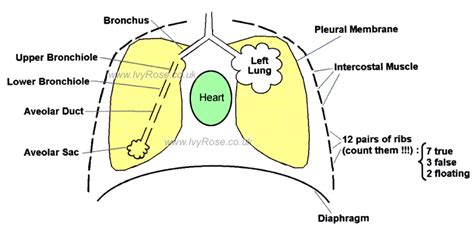lower respiratory system diagram jdy ramble on