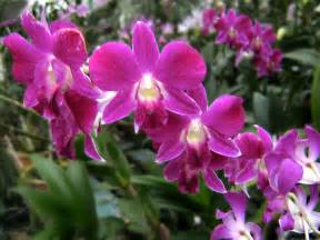fileorchid flowersjpg