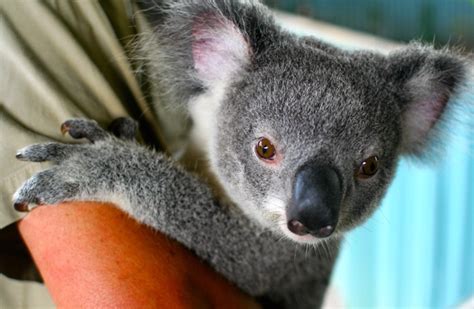 baby koala facts   cute species sydneycloseupcom