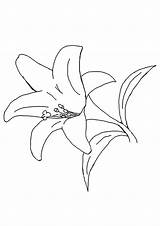 Lily Coloring Pages Flowers Tulip Different Leaf Daffodil Parentune Lilly Printable sketch template