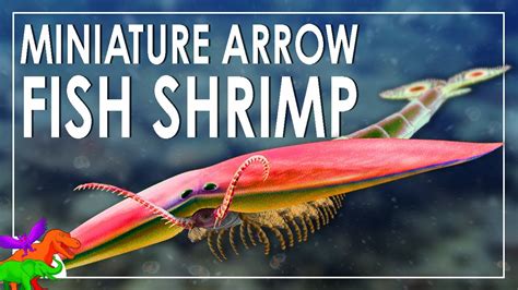 miniature arrow shaped fish shrimp erjiecaris youtube