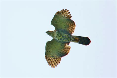 nuestro bello mundo ornate hawk eagle spizaetus ornatus aguila de