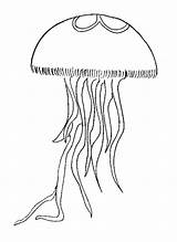 Jellyfish Coloring Drawing Simple Realistic Animals Getdrawings Pages sketch template