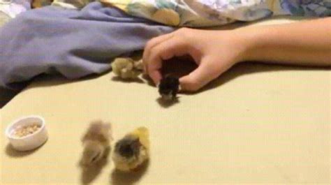 a house for tiny chicks tumbex