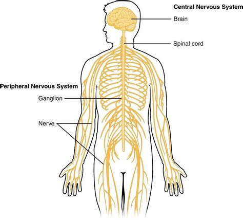 pictures  central nervous system