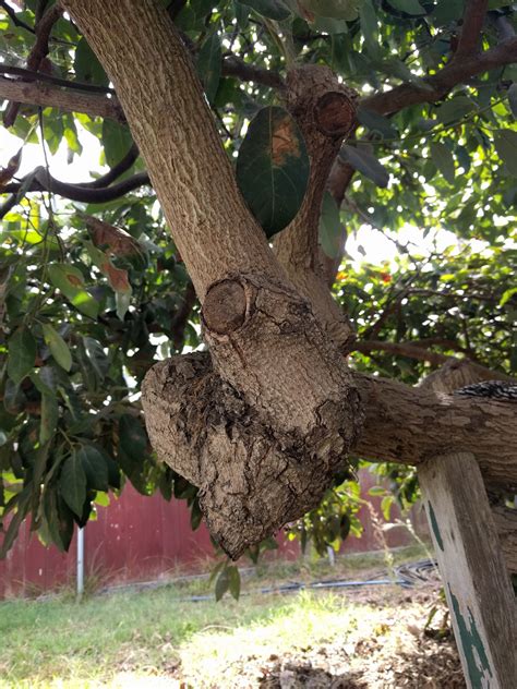 Pruning Avocado Trees Greg Alders Yard Posts Southern California