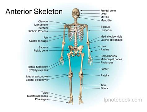 anatomy  bones  skeleton medicinebtgcom