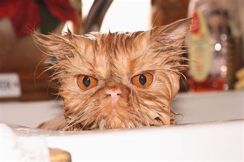wet and annoyed persian pussy cat martin shore flickr