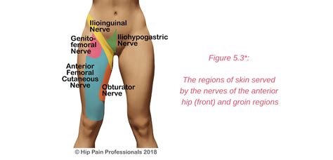 Anterior Hip Pain Pain At The Front Of The Hip