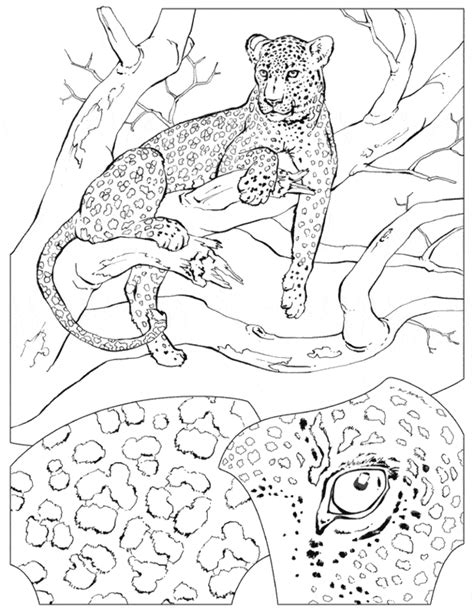 leopard coloring page animals town  leopard color sheet