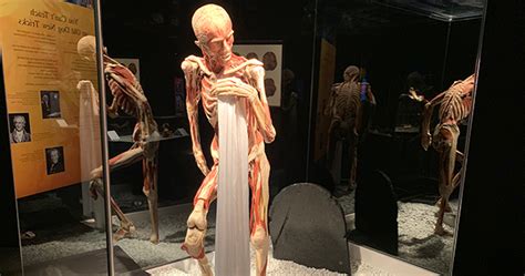 To Do Today See Inside The Human Body At The Museum Of Sciences Body