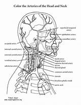 Arteries Physiology Veins Artery Cheat Exploringnature Labels Books sketch template