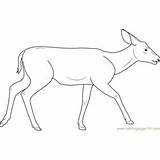 Deer Fallow Mule sketch template