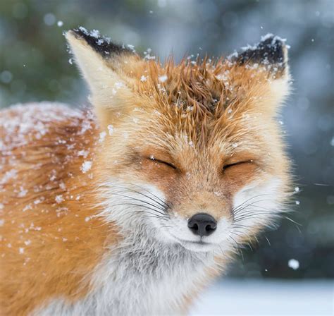 stunning winter fox  thatll   fall  love  foxes