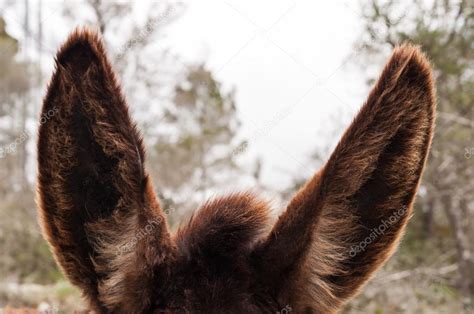 donkeys ears stock photo  ckapy