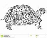 Tortue Tartaruga Adulti Adulte Turtle Tortoise Adultes Parfait Unico Tigre sketch template