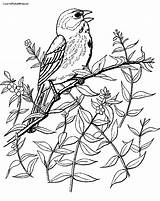 Sparrows Coloring Pages Sparrow Kids Printable Easy Bird sketch template