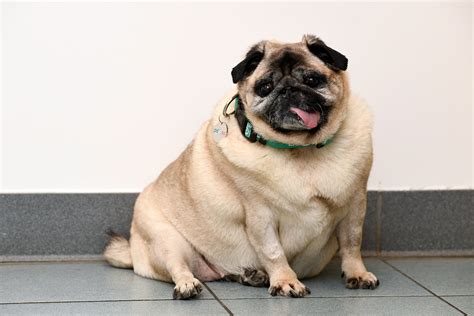 pdsa pet fit club     nations  obese pets dogs today