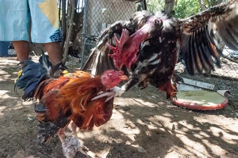 Congress Considering Ban On Cockfighting St Thomas Source