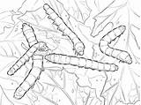 Silkworm Coloring Pages Moth Drawing Caterpillars Printable Caterpillar Drawings Color Categories sketch template