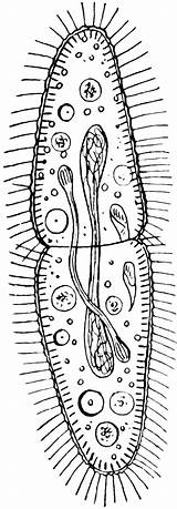 Paramecium Etc Clipart Original sketch template