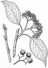 Dogwood Drawing Alternifolia Cornus Blue Getdrawings Cornaceae Pagoda sketch template