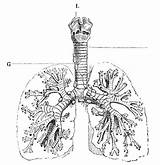 Tubes Bronchial Illustrations Clipart Vector Bronchus Lungs Clip Clipground Royalty sketch template