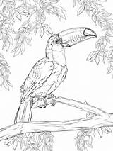 Toucan Toco Coloring Pages Supercoloring Color Printable Bird Animals Kids Animal Cute Jungle Tocan Adult Super Colouring Realistic Drawings Template sketch template