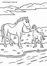 Pferd Ausmalbilder Pferde Malvorlage Kostenlos Stall Malvorlagen Ausmalbild Ausmalen Ganzes Herunterladen Weide Kinderbilder Drucken Reiten sketch template