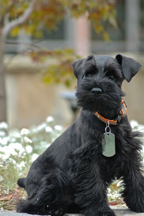 What The Books Didn T Tell You About Schnauzers