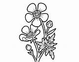 Bouton Ranuncolo Flor Fiore Ranunculus Acris Desenho Coloritou Acolore sketch template