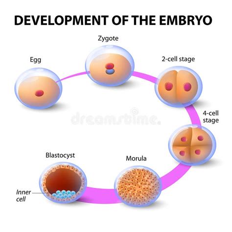 development   human embryo early human embryonic development