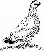 Ptarmigan Grouse Clipart Coloring Google Ausmalen Search Pinnwand Auswählen Clip Clipartmag Drawing Clipground Line sketch template