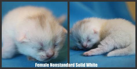 persian napoleon white b e kittens for sale adoption from