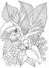 Coloring Tropical Pages Flowers Leaves Flower Tropicalflowers Color Printable Adult Colouring Sheets Book Happy Family Happyfamilyart Kids Print Inspired Use sketch template
