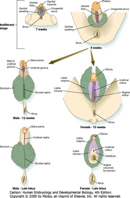 cloaca in embryology urogenital and anal development epomedicine