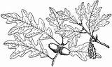 Oak Tree Leaves Coloring Drawing Color Luna Getdrawings sketch template