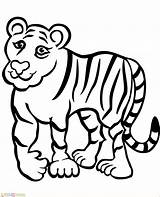 Harimau Mewarnai Tigre Marimewarnai Paud Sd Kartun Colorironline Feio Belajar Borop Bukaninfo Tigress Latest sketch template