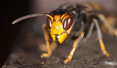 aziatische hoornaar natuurwijzer