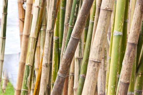 bamboe stock foto image  groen licht tuin milieu