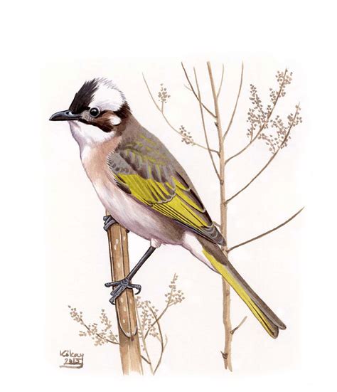 light vented bulbul pycnonotus sinensis watercolour  bodycolour  paper kokay szabolcs