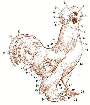 anatomy  chickens poultry club south africa
