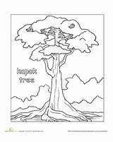 Tree Rainforest Kapok Trees Coloring Drawing Color Pages Worksheet Printable Activities Tropical Education Story Worksheets African Crafts Plants Drawings Mural sketch template