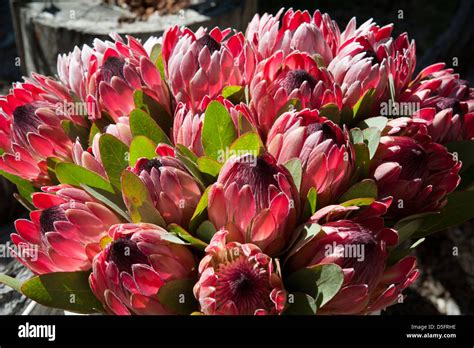 south african national flower high resolution stock photography
