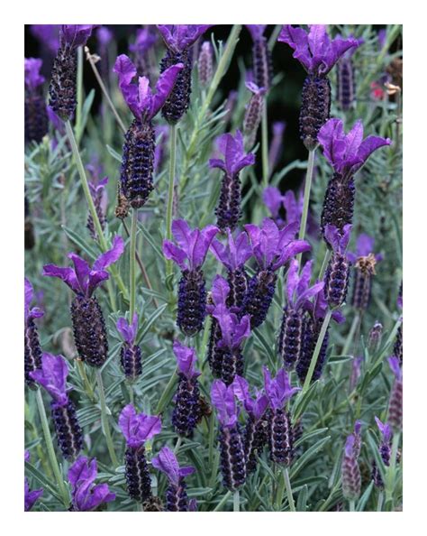 yard garden and outdoor living home and garden spanish lavender lavandula