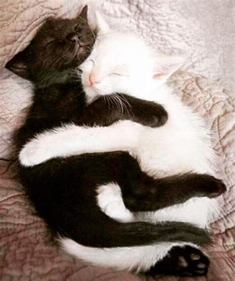 Pin By Ïtza Bella On Black Cuddling Meme Cute Cat Memes Cuddling