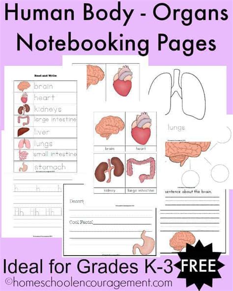 human body organs notebooking pages  grades