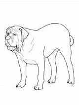Coloring Mastiff Pages English Dog Printable Puppy Dogs Colouring Color Supercoloring Crafts sketch template
