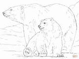 Ours Polaire Oso Osos Taiga Arktis Tundra Fauna Supercoloring Coloriages Osezno sketch template
