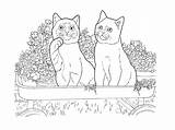 Shorthair British Coloring Pages раскраски все из категории Animals sketch template